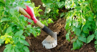 Potřebuji schoulit papriky venku nebo ve skleníku?